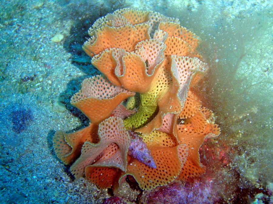 Reteporella sp.